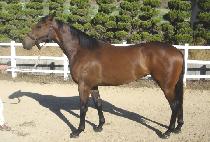 �׷����Ǿ� (GRATIFIER) ����