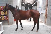 ��Ÿè�� (STAR CHAMP) ����