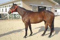 �ΰ湫�� (BUGYEONG MUSSANG) ����