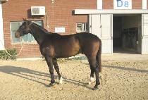 �帲���� (DREAM OVER) ����