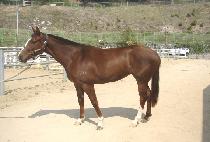 ��ǳ�뵵 (JILPUNG NODO) ����