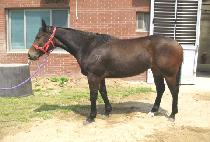 ��ǳ���� (YEOKPOONG GANGJA) ����