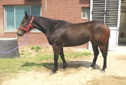 ��ǳ���� ����