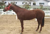 �׹�����è�� (NEVERENDING CHAMP) ����