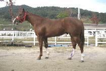 ĳ�ö��̴� (CASH RIDER) ����