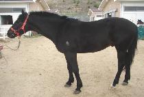 ����� (WOLCHULBONG) ����