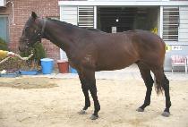 �����Ʈ (GOLDEN HIT) ����