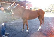 �üҴ� (ALL SONIC) ����