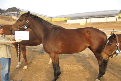 ���̵���ī�� ����