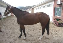 ��Ÿ��ƽ���� (FANTASTIC ROSE) ����