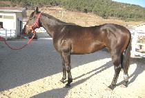 ��ũ���� (INK SPOT) ����