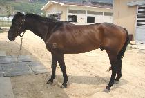 �ձٴ� (DUNGGEUN DAL) ����