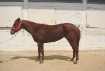 ��������Ǻ� (GIBRALTARUI BYEOL) ����