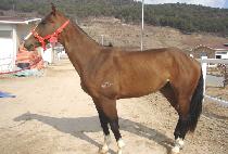 �����Ǹ��� (GAMUNUI MYEONGJANG) ����