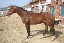 �������� (GAYA JIJON) ����