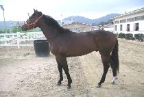 �������� (SEONGGONG BULPAE) ����