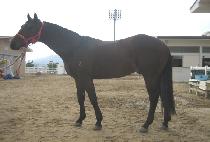 ������ (GUKBOGEUP) ����