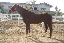 ��ǳó�� (TAEPUNGCHEOREOM) ����