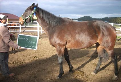 ���������� ����