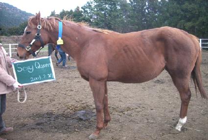 ������ ����