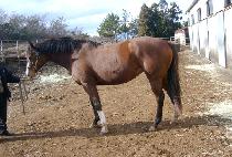 SPEEDY DEEDY picture