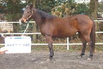 �ٸ�����Ű�� (JULIET��S KISS) ����