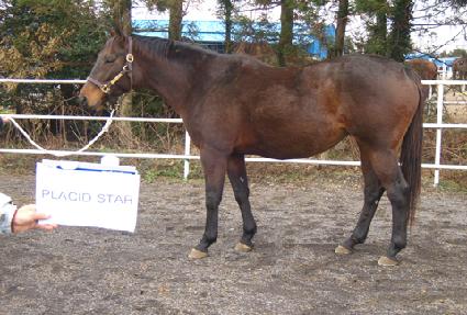 �÷��õ彺Ÿ ����