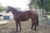 ������ũ�� (GOLD LIKE U) ����