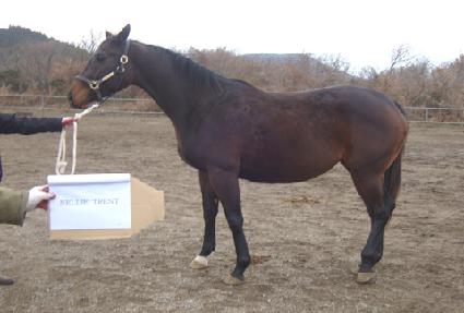 �ڸ�Ʈ��Ʈ ����