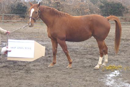 ��ŵ�ش���ũ ����