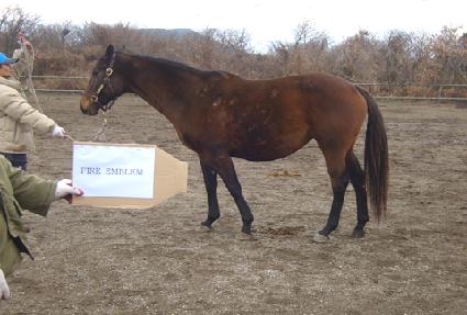 ���̾���� ����