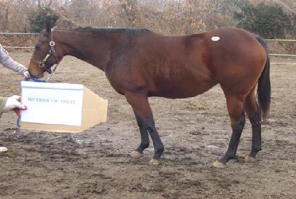 ����Ʈ������Ʈ�� ����