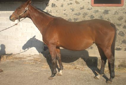 �޾���̵� ����