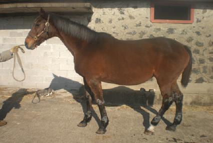 ������ ����