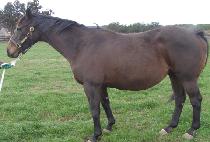 ���Ƽ���� (RAGIN T REX) ����