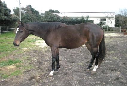 ���̾Ƹ��긮�� ����