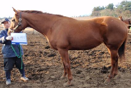 ��Ÿ���ƺ� ����