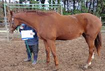 ����̾�ŰƼ (BOHEMIAN KITTY) ����