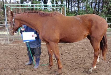 ����̾�ŰƼ ����