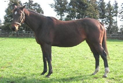 �̽�����̾��� ����