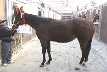 �Ѹ��׷��̽� (ROLLING GRACE) ����