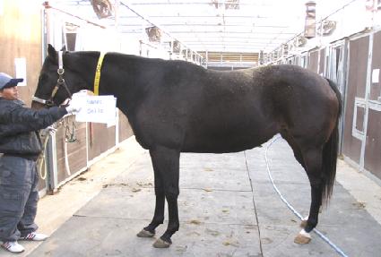 ����Ʈ������ ����