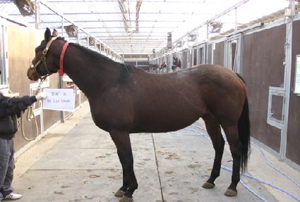 ����������� ����