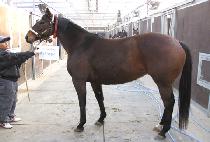 DREAMING OF VEGAS picture