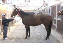 ��������� (MARBELLA GIRL) ����