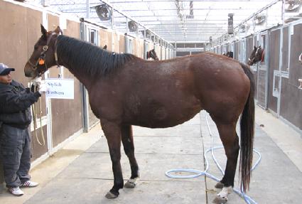 ��Ÿ�ϸ��ÿ����� ����