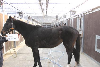 ����Ʈ����Ƽ�� ����