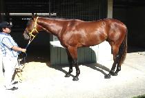 īŰȦ�� (KHAKI HALLS) ����