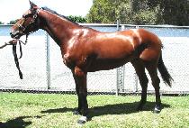 ���䷯����Ʈ (EMPEROR CUGAT) ����