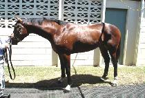 ���̺��� (DANCING VICTOR) ����